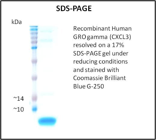Human CXCL3 / GRO Gamma Protein (Recombinant)