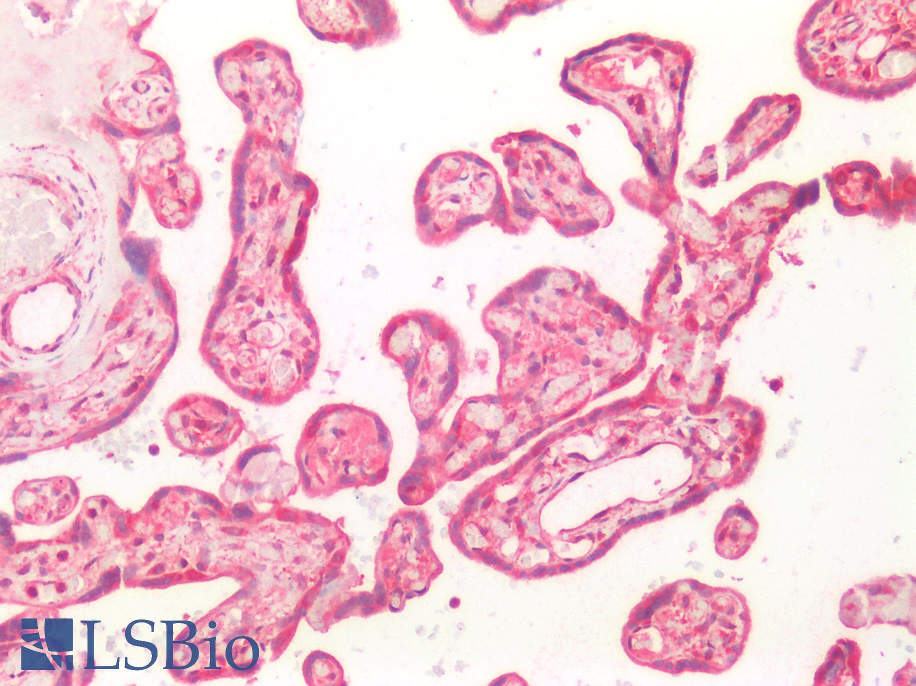 SLC12A7 / KCC4 Antibody (aa845-1056)