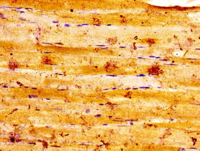 ALDOA / Aldolase A Antibody