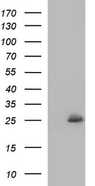 EMC8 / COX4NB Antibody (clone OTI2A4)