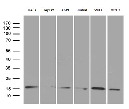 PRDX5 / Peroxiredoxin 5 Antibody (clone OTI4B12)