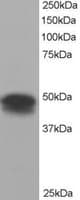 IHC-plus™ FLOT1 / Flotillin 1 Antibody (aa415-427)