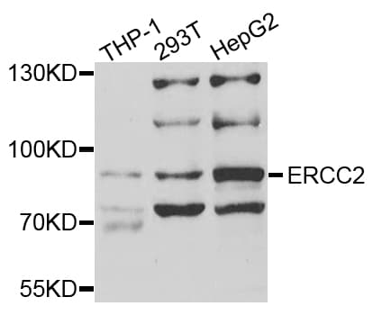 ERCC2 / XPD Antibody
