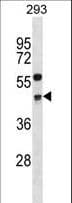 Polyclonal Rabbit anti-Human CCNG2 / Cyclin G2 Antibody (aa215-243, WB)