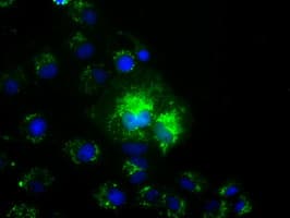 NME4 Antibody (clone OTI1E3)