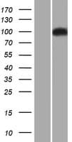 ITCH / AIP4 Protein (Over-Expression Lysate Myc-DDK (Flag))