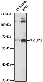 Polyclonal Rabbit anti-Human SLC13A3 Antibody (WB)