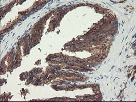 GCP60 / ACBD3 Antibody (clone OTI5F9)