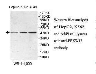 FBXW12 Antibody (aa1-178)