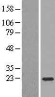 TMEM134 Protein (Over-Expression Lysate Myc-DDK (Flag))