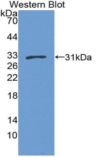 ECE-1 Antibody (aa214-448, Cy3)