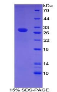 Mouse CNTNAP4 / CASPR4 Protein (Recombinant His-T7)