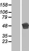Junctin / ASPH Protein (Over-Expression Lysate Myc-DDK (Flag))