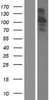 CCDC129 Protein (Over-Expression Lysate Myc-DDK (Flag))