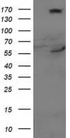 CYP2J2 Antibody (clone OTI4B9, Carrier-free)