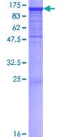 Human PCDHAC2 Protein (Recombinant GST)