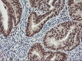 POLR2E Antibody (clone OTI3B5, Carrier-free)