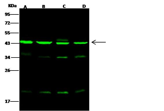 Polyclonal Rabbit anti-Human ACTR3 Antibody (Preservative Free, IF, WB)