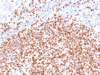 POU2F2 / OCT2 Antibody (clone OCT2/2137)