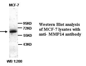 IHC-plus™ MMP14 Antibody