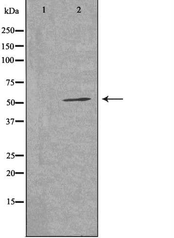 Polyclonal Rabbit anti-Human HSPBAP1 Antibody (IF, WB)