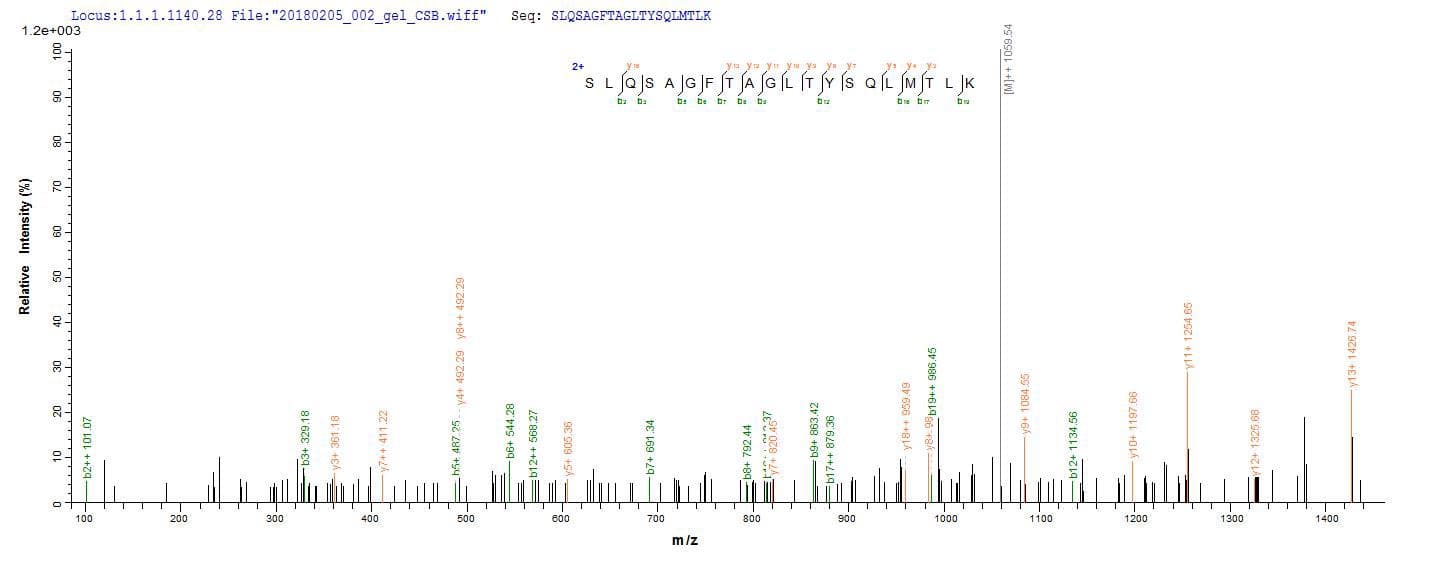 Lassa Virus Lassa N Protein (Recombinant)