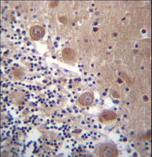 SCHIP1 Antibody (aa90-118)