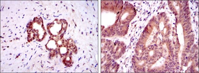 OTX2 Antibody (clone 1H12C4B5)