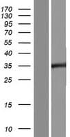 NSPC1 / PCGF1 Protein (Over-Expression Lysate Myc-DDK (Flag))