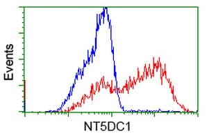 NT5DC1 Antibody (clone OTI3A6)