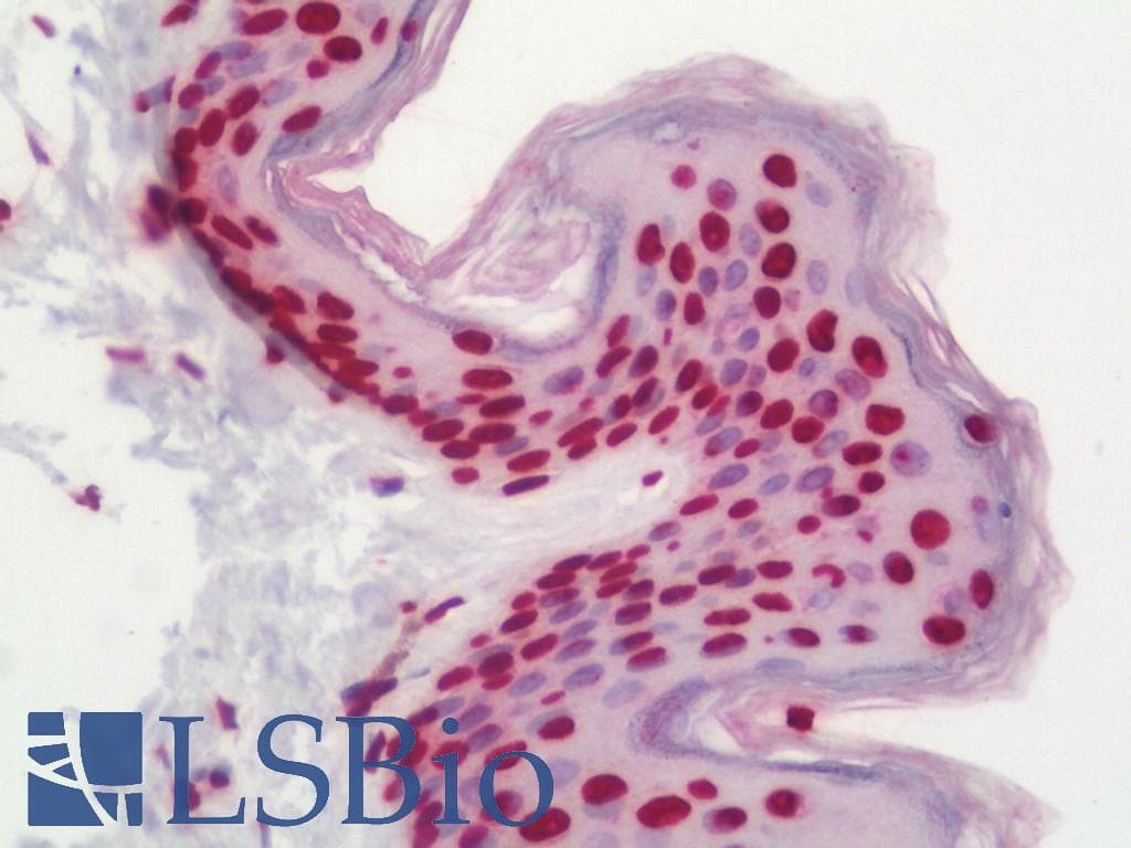 IHC-plus™ Polyclonal Rabbit anti-Human Histone H4 Antibody (Lys16, IHC, IF)