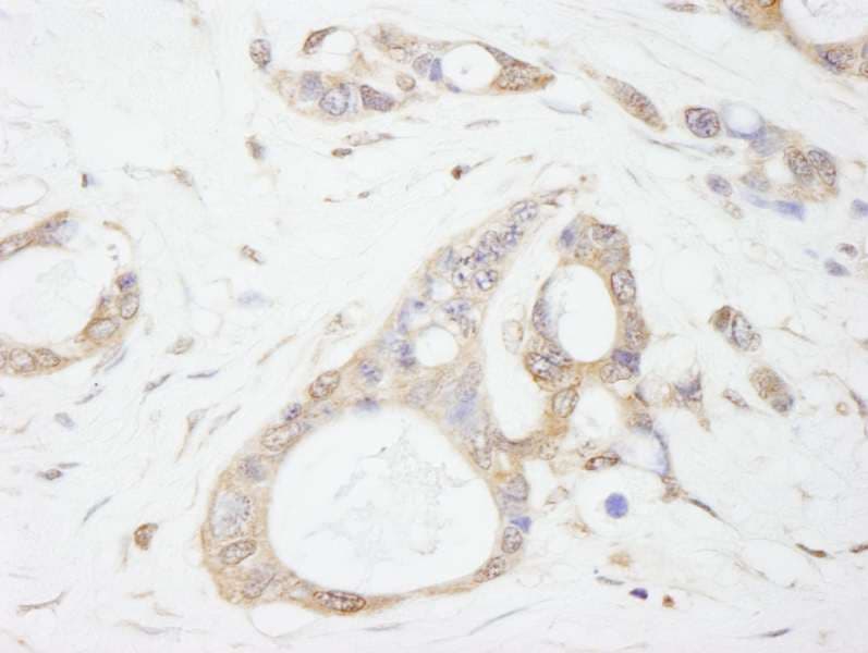USP5 Antibody (aa375-425)