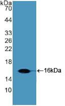 SLIT2 Antibody (aa1416-1528)