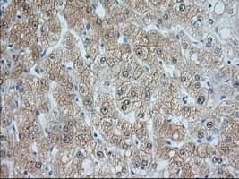 ACAT2 Antibody (clone OTI5C9, Carrier-free)