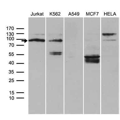 TCF12 / HEB Antibody (clone OTI4A7)