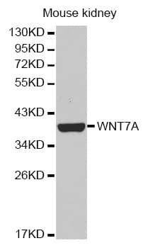 WNT7A Antibody