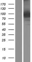 EXOC3L1 Protein (Over-Expression Lysate Myc-DDK (Flag))