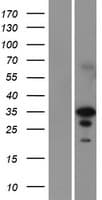 EN2 Protein (Over-Expression Lysate Myc-DDK (Flag))