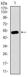 GNL3 / NS / Nucleostemin Antibody (Amino Acid: 1-226, clone 2C8D5)