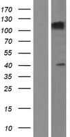 SEZ6L Protein (Over-Expression Lysate Myc-DDK (Flag))