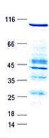 Human RASGRP3 / GRP3 Protein (Recombinant GST, N-terminus + His, C-terminus)