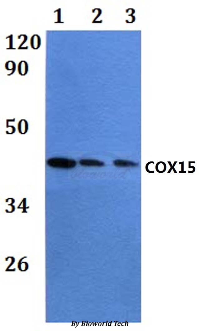 COX15 Antibody