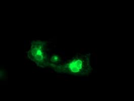 FGFR2 / FGF Receptor 2 Antibody (clone OTI4D6)