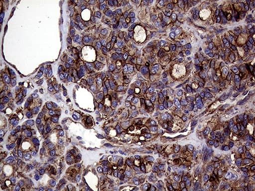 GNAS Antibody (clone OTI7H4)