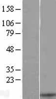 BLC / CXCL13 Protein (Over-Expression Lysate Myc-DDK (Flag))