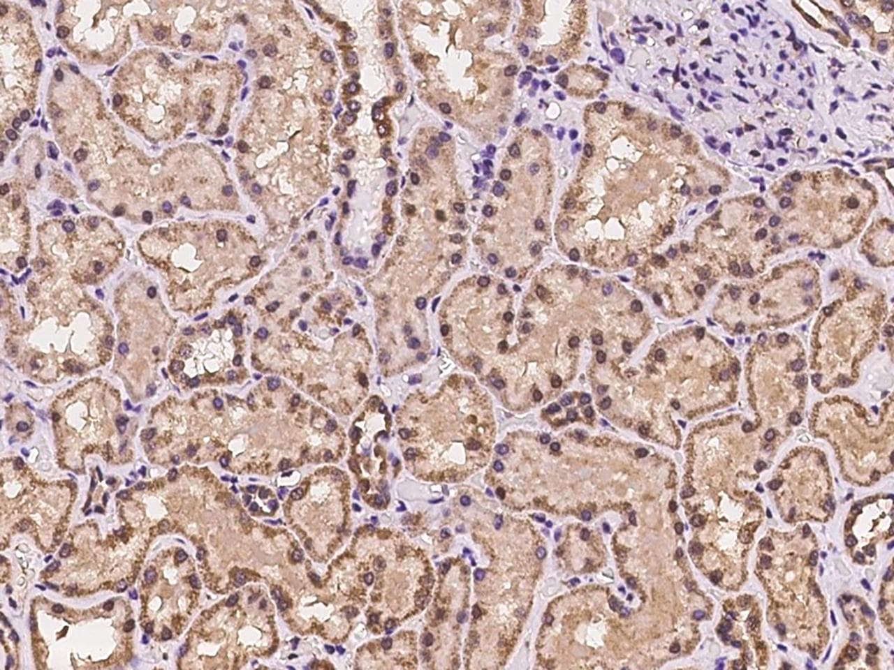 C9orf78 Antibody