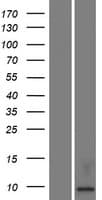 KAAG1 Protein (Over-Expression Lysate Myc-DDK (Flag))