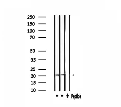 RPL27A Antibody