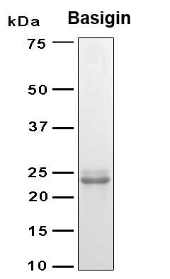 Human Basigin / Emmprin / CD147 Protein (Recombinant 6His, N-terminus)