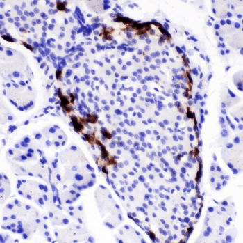 Polyclonal Rabbit anti-Mouse Peptide YY / PYY Antibody (IHC, WB)
